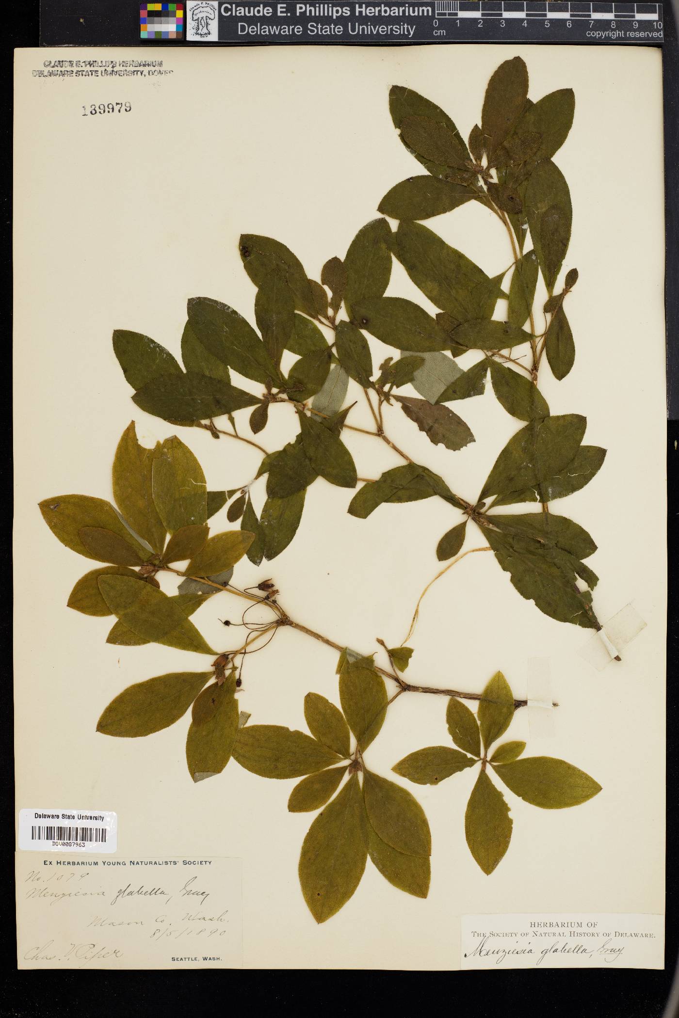 Rhododendron menziesii image