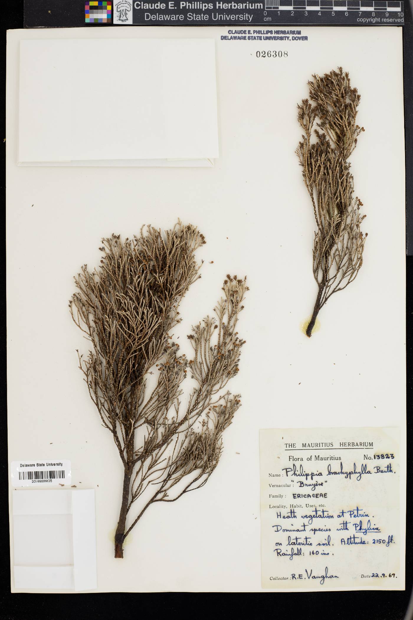 Erica brachyphylla image