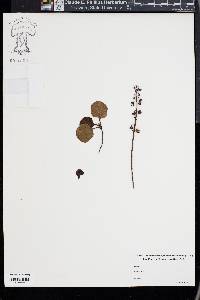 Pyrola asarifolia image