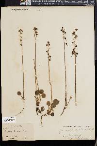 Pyrola chlorantha image