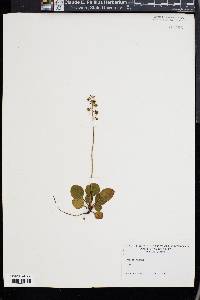 Pyrola chlorantha image