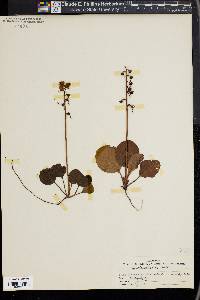 Pyrola elliptica image