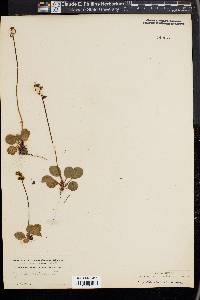 Pyrola minor image