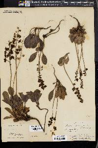 Pyrola picta image