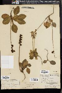 Pyrola picta image