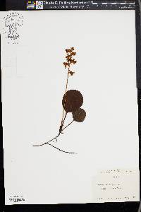 Pyrola rotundifolia image