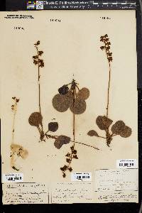 Pyrola rotundifolia image