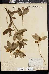 Rhododendron albiflorum image