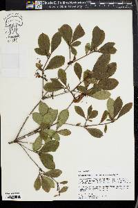 Rhododendron arborescens image