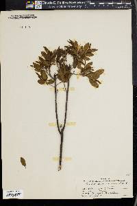 Rhododendron canadense image