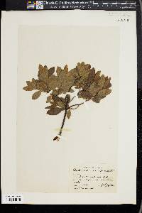 Rhododendron canadense image