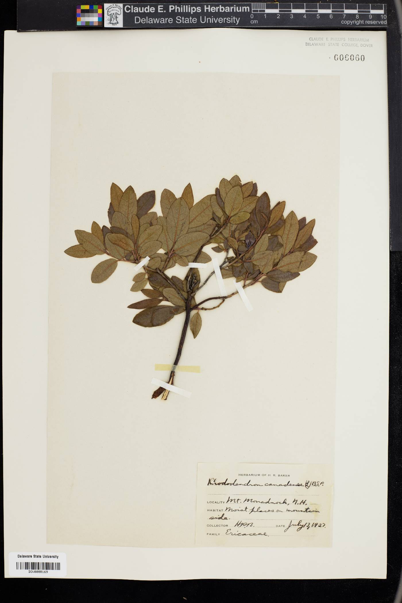 Rhododendron canadense image