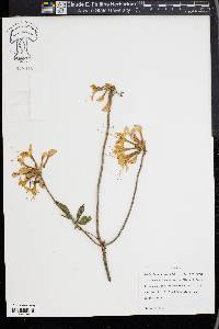 Rhododendron canescens image