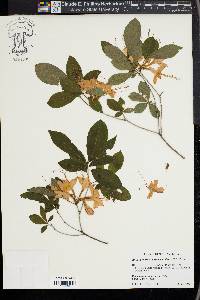 Rhododendron cumberlandense image