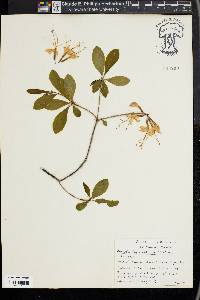 Rhododendron periclymenoides image