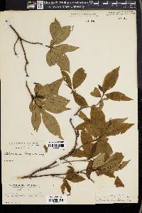 Rhododendron vaseyi image