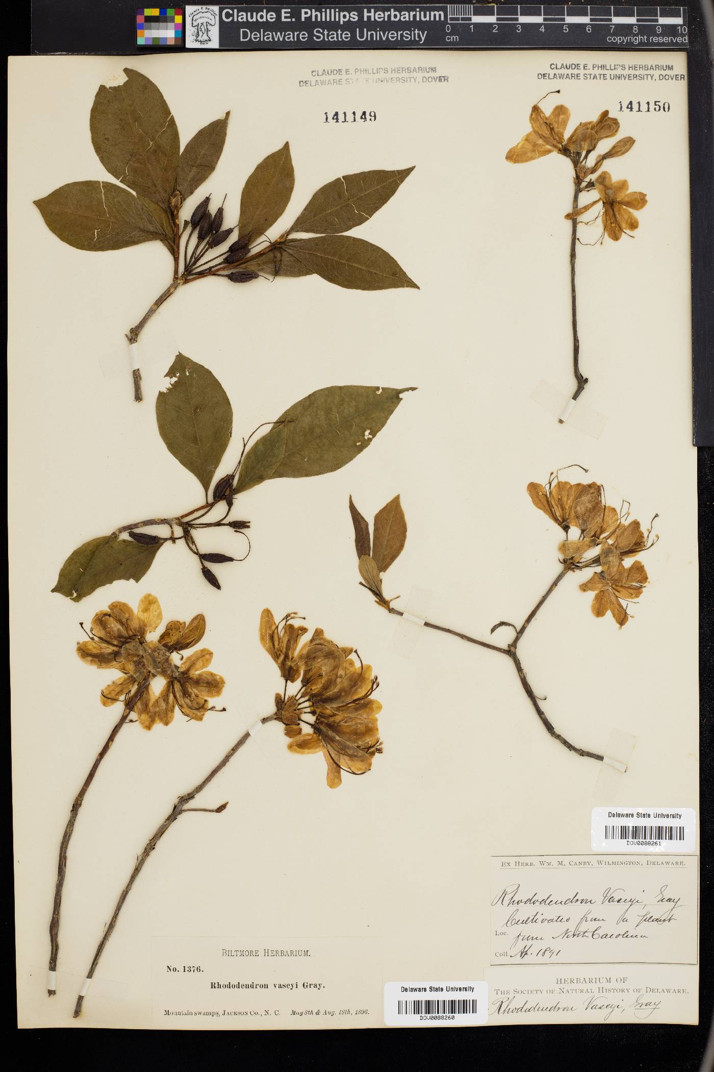 Rhododendron vaseyi image