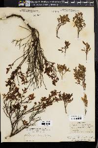 Vaccinium angustifolium image