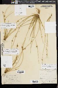 Schoenoplectiella purshiana image