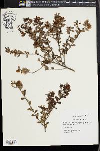 Vaccinium darrowii image