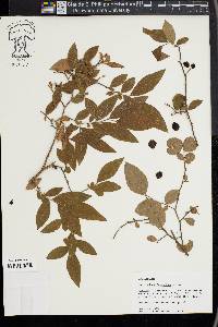 Vaccinium fuscatum image