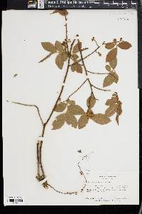 Vaccinium hirsutum image