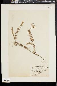 Vaccinium macrocarpon image