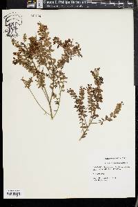 Vaccinium myrsinites image