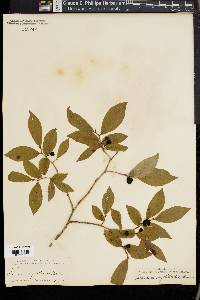 Vaccinium myrtilloides image