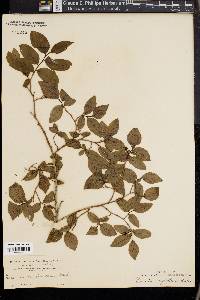 Vaccinium myrtilloides image