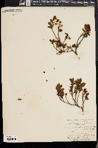 Vaccinium myrtillus image