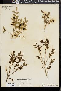 Vaccinium parvifolium image