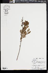 Vaccinium tenellum image