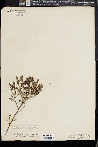 Vaccinium tenellum image