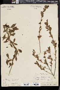 Vaccinium tenellum image
