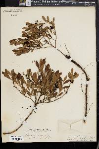 Vaccinium tenellum image