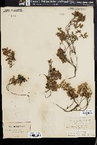 Vaccinium vitis-idaea image