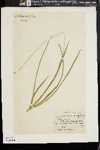 Eriocaulon decangulare image