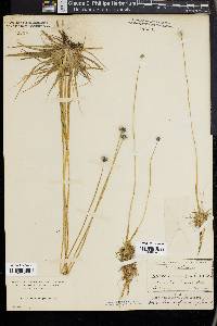 Eriocaulon compressum image