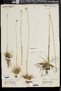 Eriocaulon compressum image