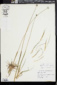 Eriocaulon compressum image