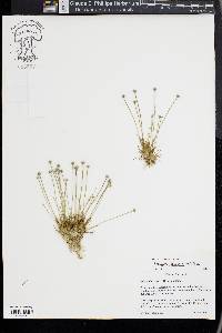 Eriocaulon aquaticum image