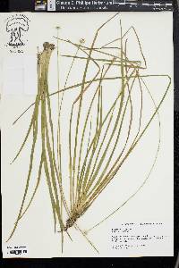 Eriocaulon decangulare image