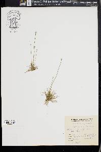 Eriocaulon septangulare image