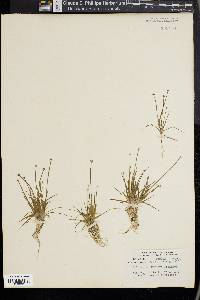 Eriocaulon parkeri image