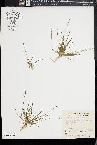 Eriocaulon parkeri image