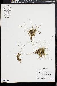 Eriocaulon parkeri image