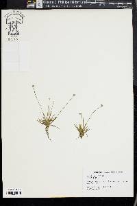 Eriocaulon parkeri image