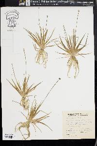 Eriocaulon parkeri image