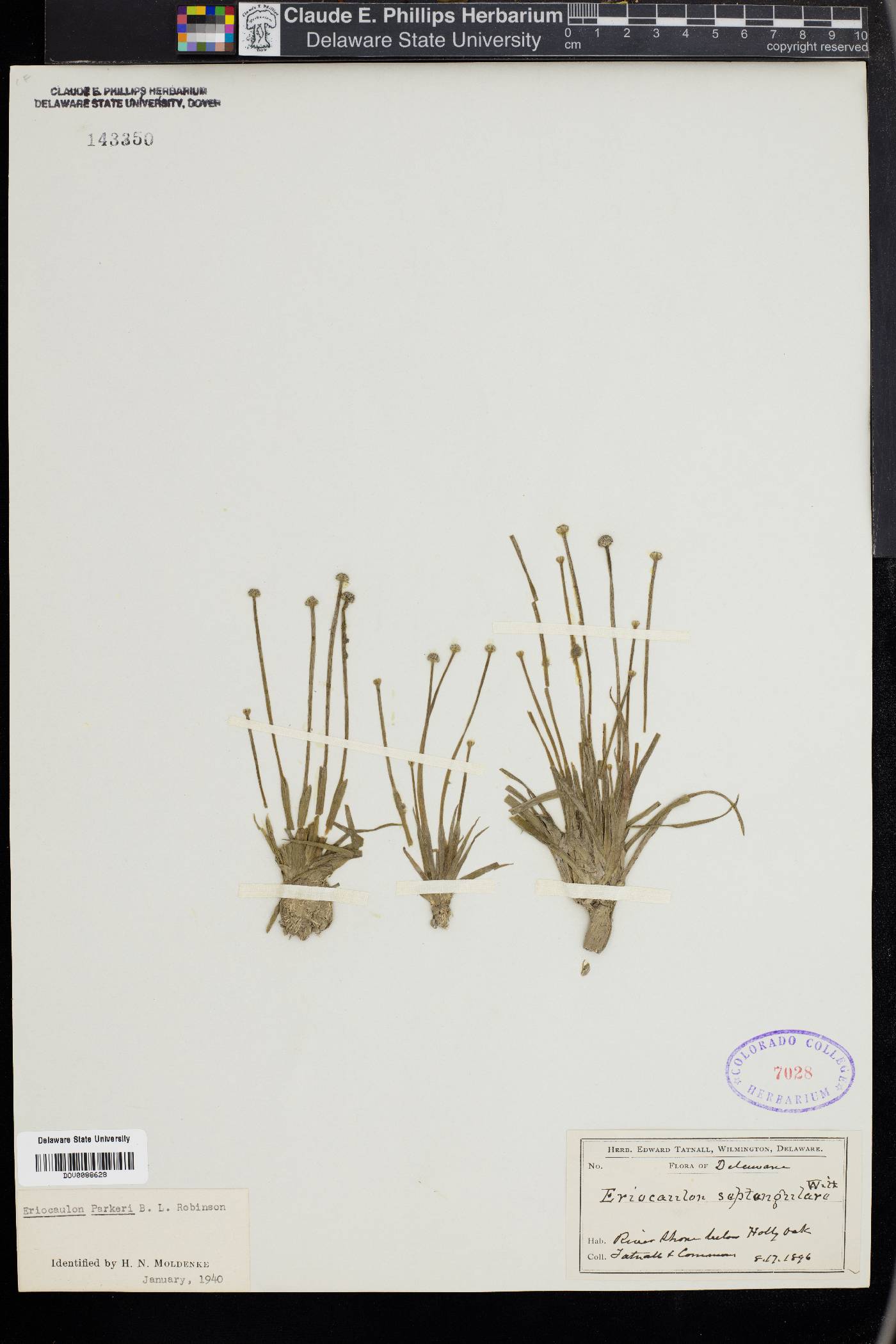 Eriocaulon parkeri image